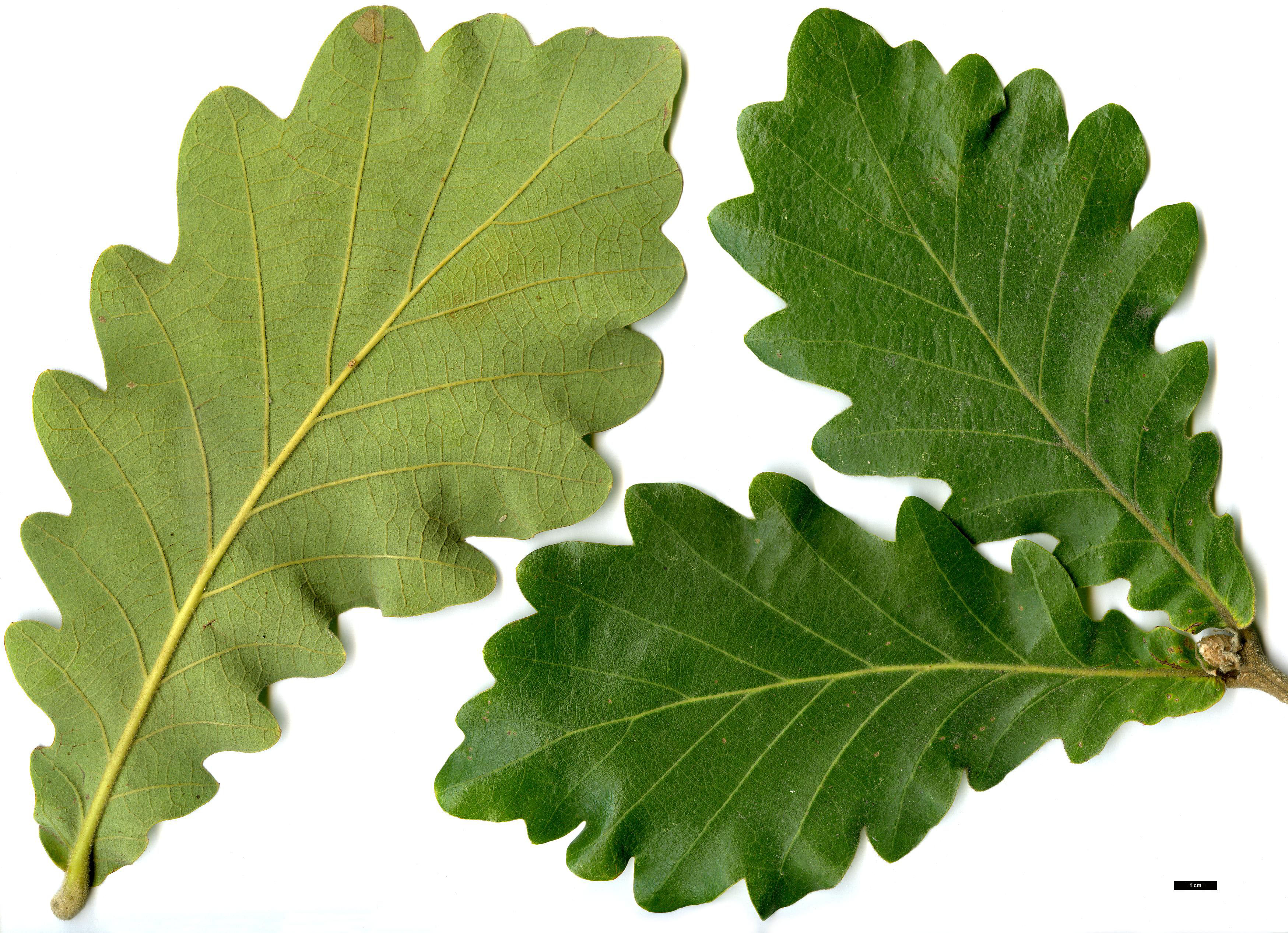 High resolution image: Family: Fagaceae - Genus: Quercus - Taxon: dentata - SpeciesSub: 'Carl Ferris Miller'